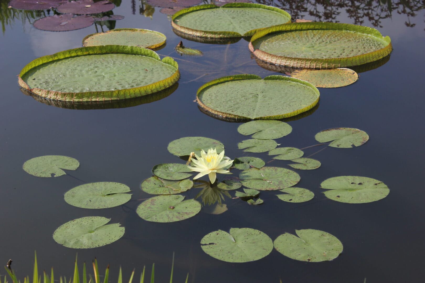 A pond with many water lilies and one flower.