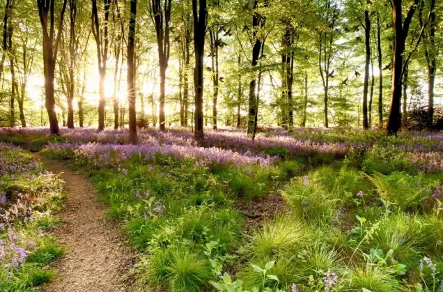 Sunlit woodland path among purple wildflowers