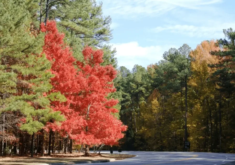 Bright red maple next to a country road